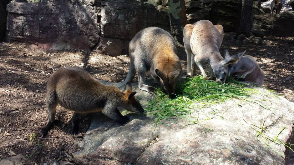 12119977_10153748770204604_2942452579777964596_o