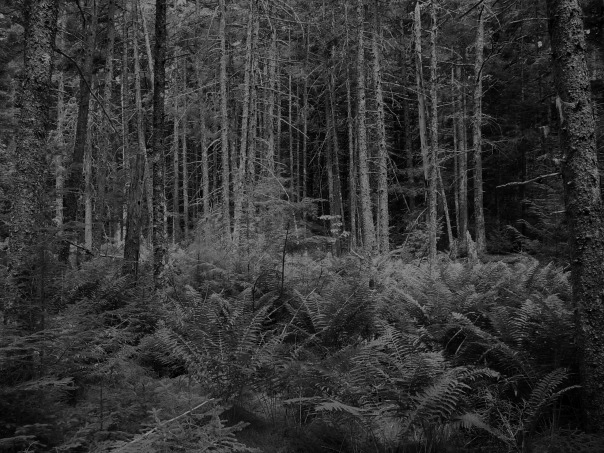woods_bw