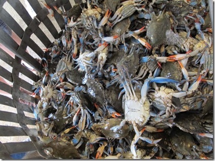 bucket-of-crabs1