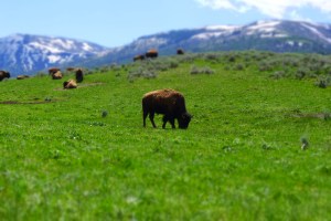 14582443332_55d995897a_o