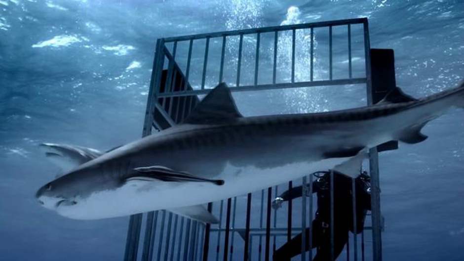 sharkcage